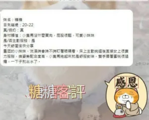 台南定點茶-糖糖