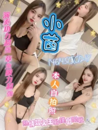 新北定點茶-小苗